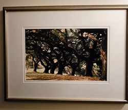 Oak Trees