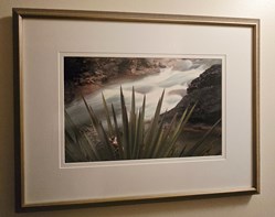 Century Plant and Stream