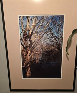 Bare Tree