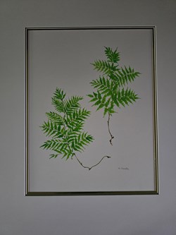 Fern Botanical I