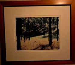 Pines 4