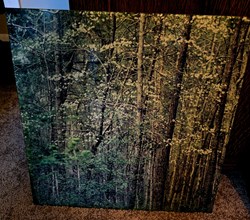 Forest 2