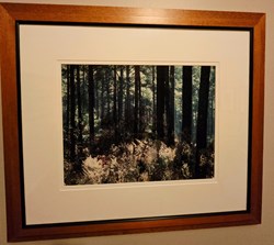 Pines 3