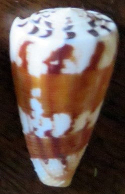 Conus vexillum