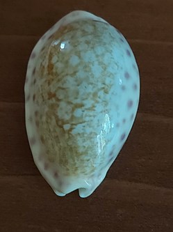 Ovatipsa chinensis