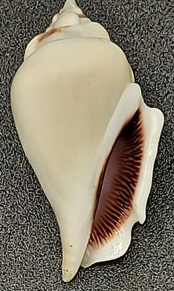 Gibberulus Gibberulus