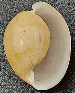 Bulla striata albina