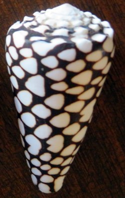 Conus marmoreus