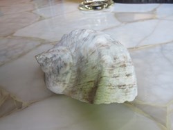 Turbo marmoratus