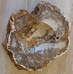 Cendrier en Bois silicifié