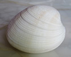 Codakia tigerina