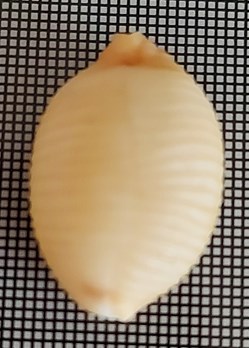 Pustularia cicercula
