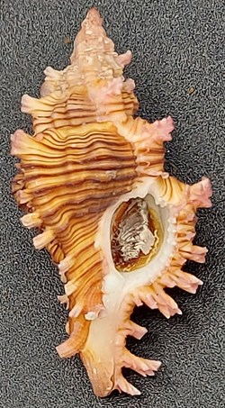 Chicoreus torrefactus rubiginosus