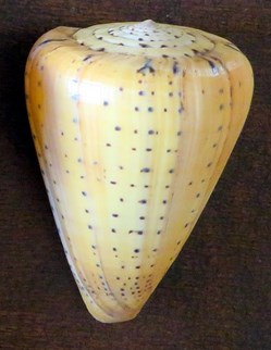 Conus betulinus