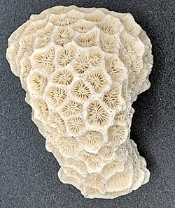 Goniastrea favulus