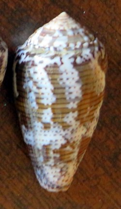 Conus monachus
