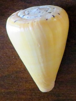 Conus betulinus immaculata
