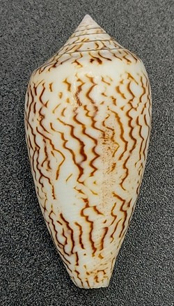 Conus textile scriptus