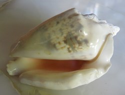 Lentigo lentiginosus