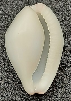 Calpurnus verrucosus
