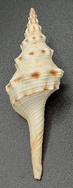 Fusinus colus