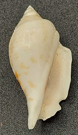 Strombus maculatus