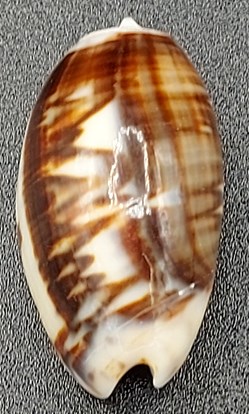 Oliva bulbosa fabagina