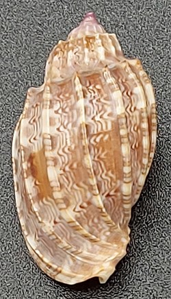 Harpa amouretta