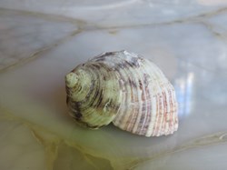 Turbo bruneus