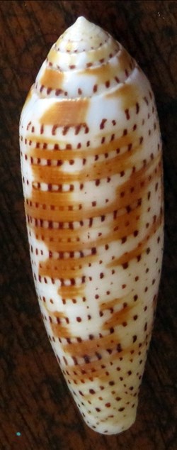 Conus nussatella