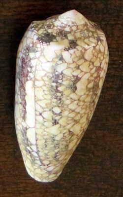 Conus pennaceus