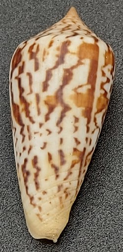 Conus janus