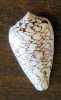 Conus textile archiepiscopus f. concatenatus