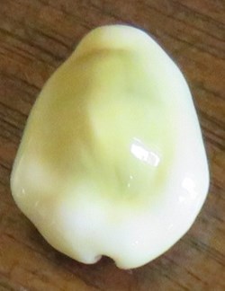 Monetaria moneta (Porcelaine monnaie)