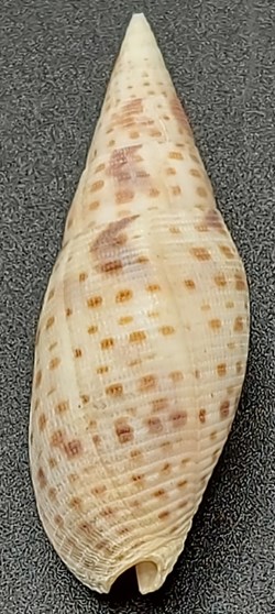 Quasimitra cardinalis