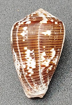 Conus catus