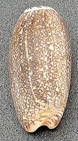 Oliva (Viduoliva) reticula