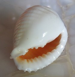 Malea pomum