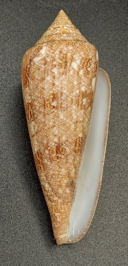 Conus gloriamaris