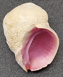 Coralliophila violacea