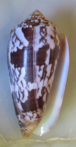 Conus striatus