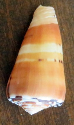 Conus Bartelemyi