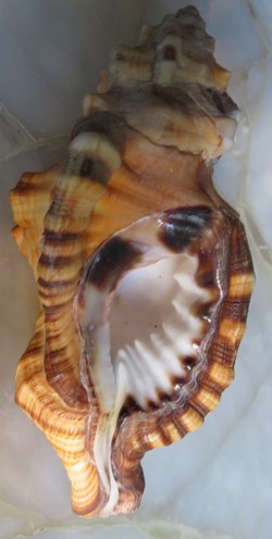 Lotoria lotoria