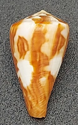 Conus namocanus (?)