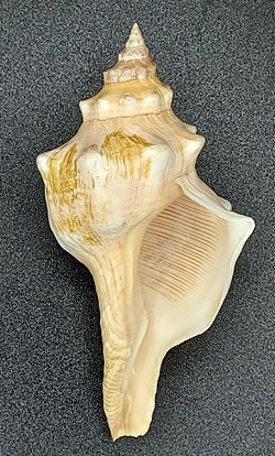 Fusinus rostratus