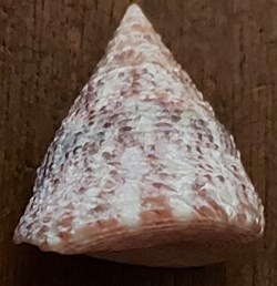 Tectus niloticus