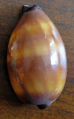 Talparia talpa (Porcelaine taupe)
