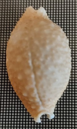 Cypraea nucleus