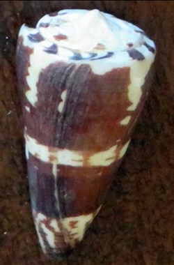 Conus planorbis