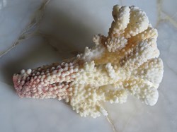 Pocillopora damicornis